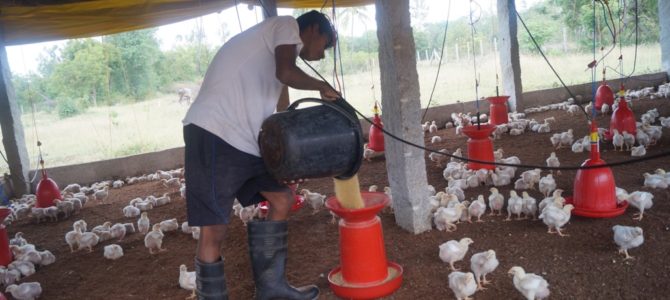 Poultry Farming