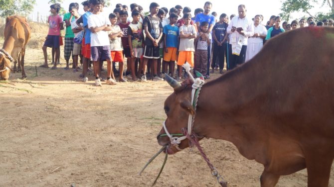 Mattu Pongal