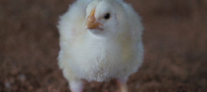 Poultry Farming