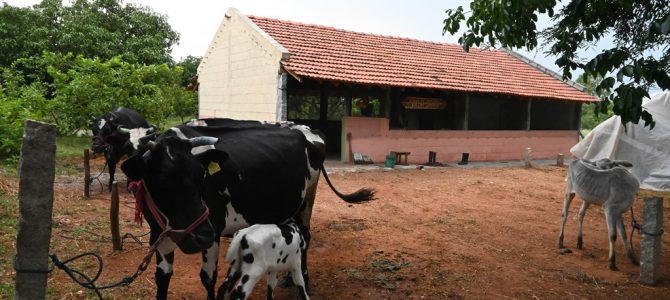 New Cow shed