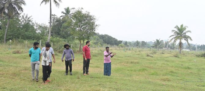 Coconut plantation