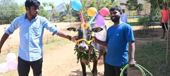 Mattu Pongal